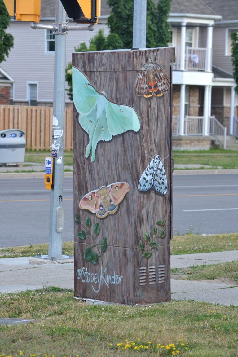 Moths Of Ontario