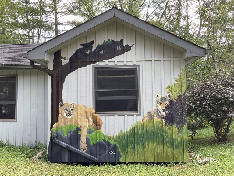 Cougar, Wolf and Bears