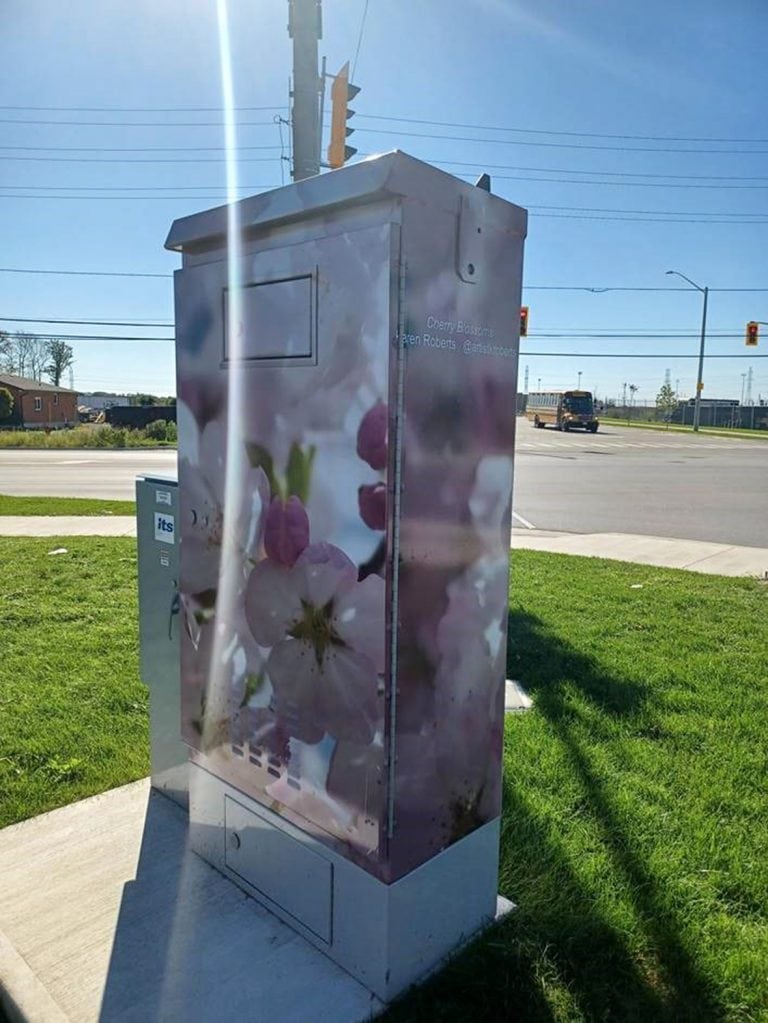 Cherry Blossoms