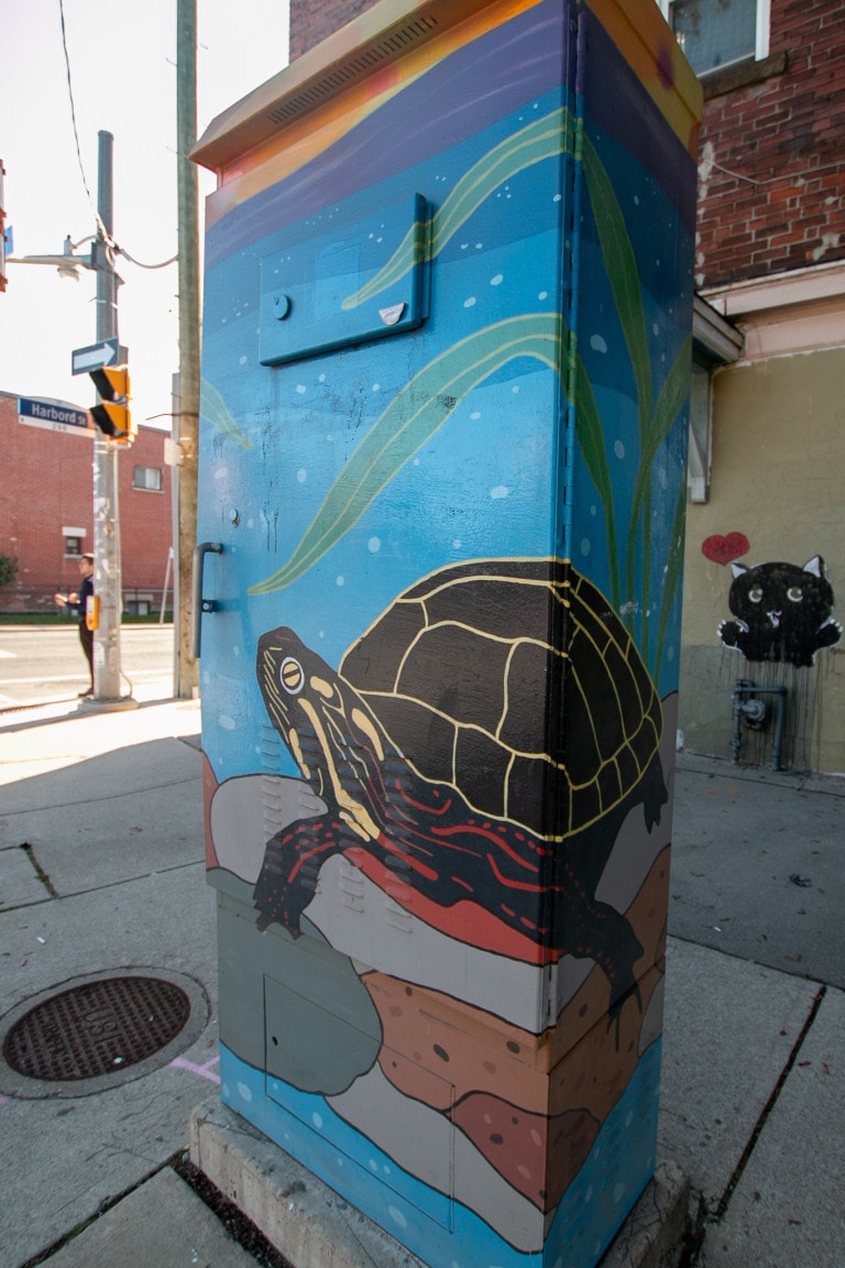 Midland Painted Turtle & Northern Leopard Frog