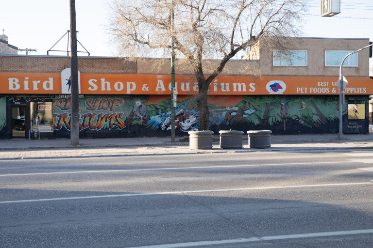 A tropical scene of birds, fish, and lizards. These animals rest on tree branches, in the grass and jump out of the water.