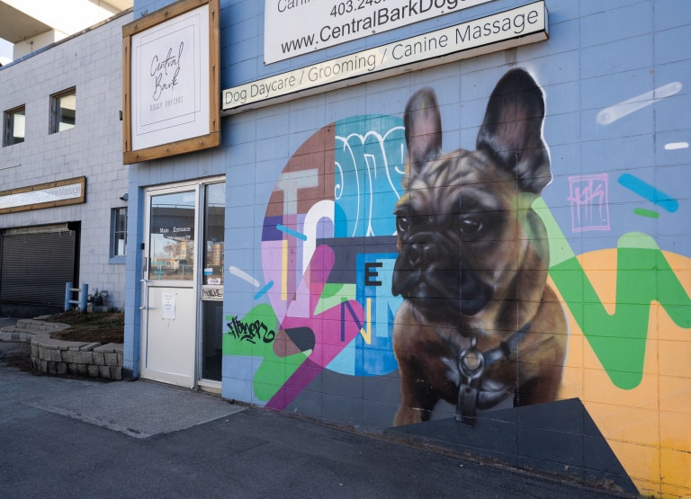 Dog portrait in front of abstract lines and shapes.