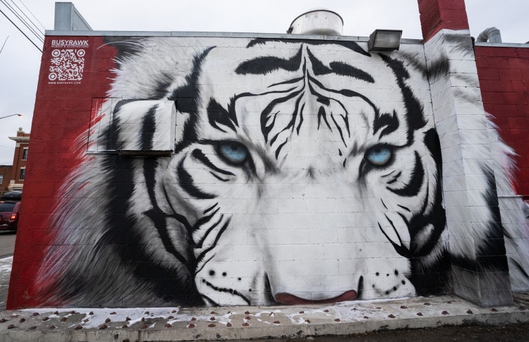 Portrait of white tiger with blue eyes on red wall.
